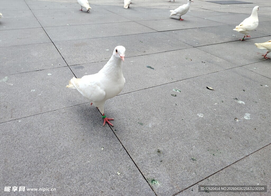 广场上的白鸽