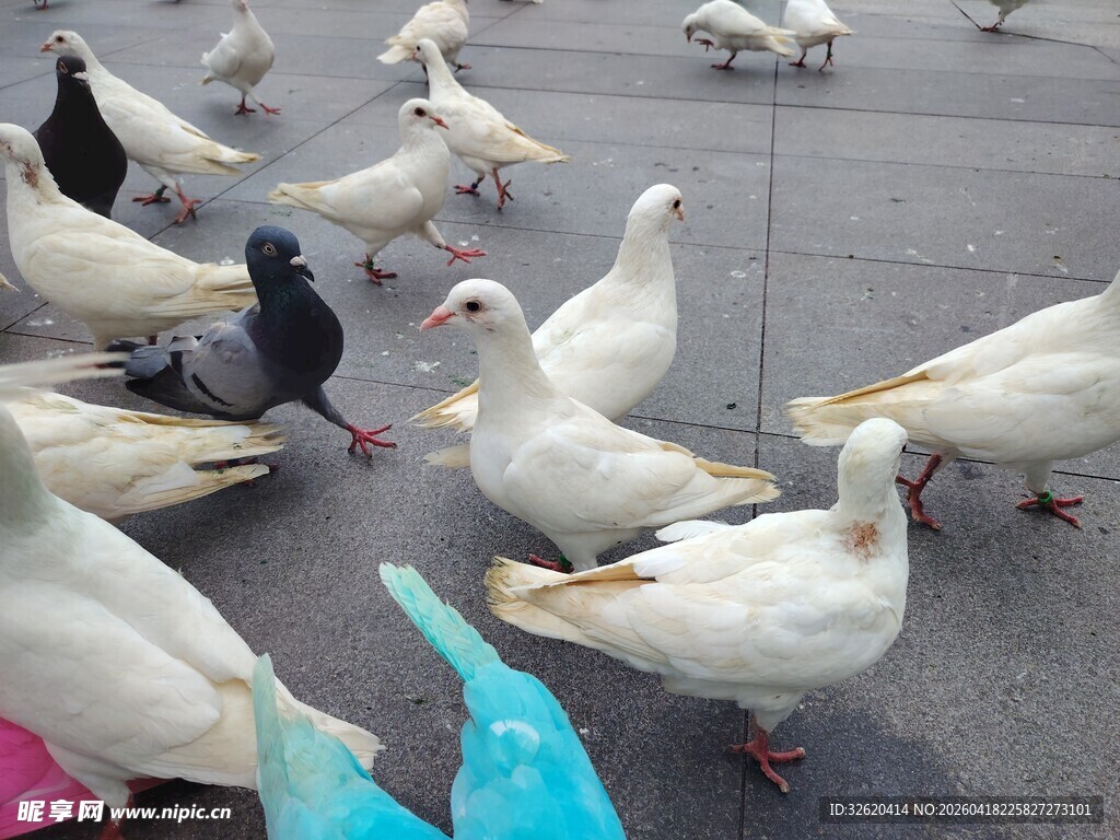 广场上的白鸽群