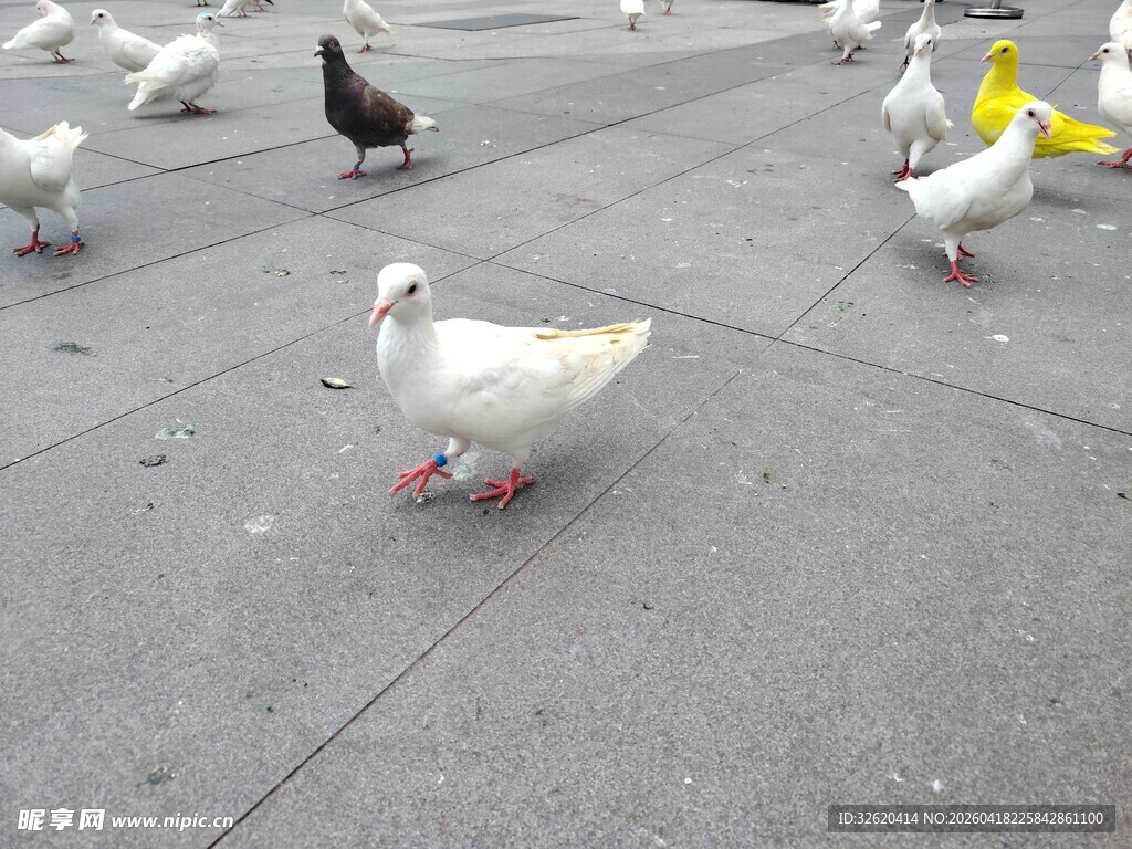 广场上的群鸽