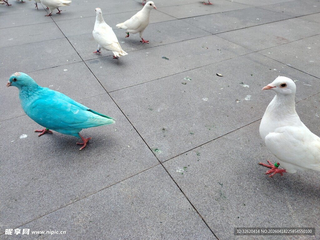 地面上的多彩鸽子
