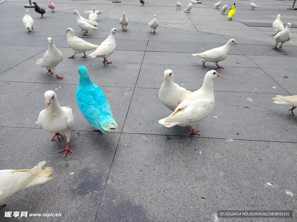 广场上的蓝白相间鸽子群