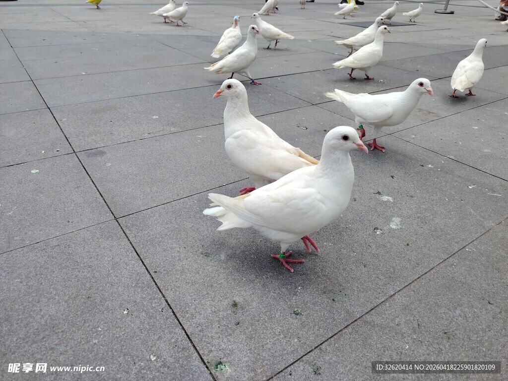 广场上的白鸽群聚