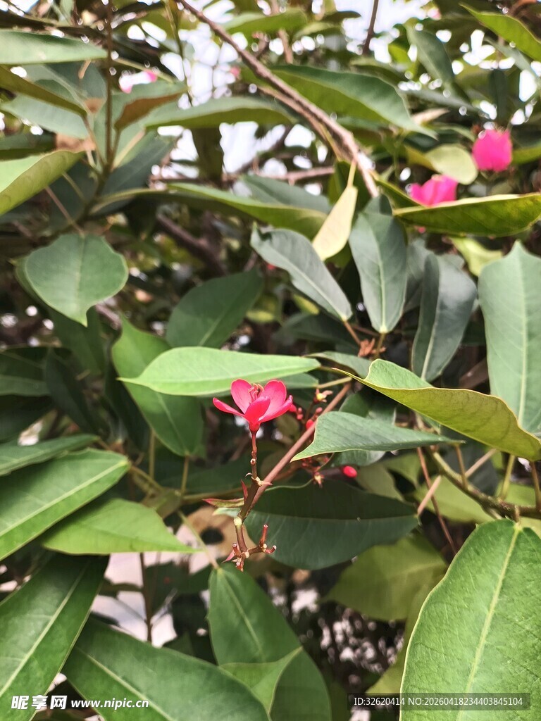 绿叶间绽放的娇艳红花