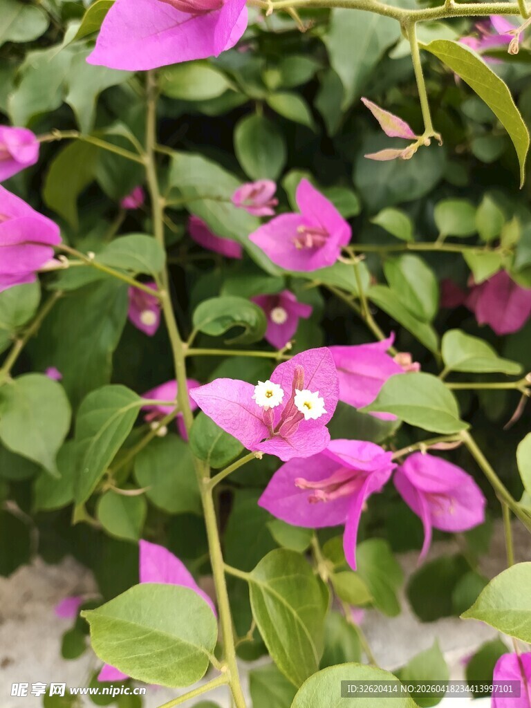 娇艳三角梅绽放