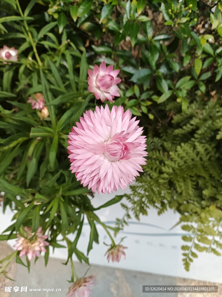 粉色花朵绽放于绿叶间