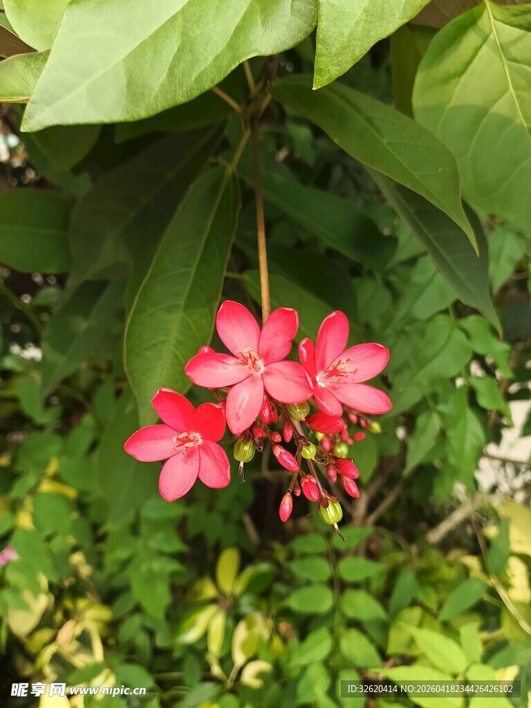娇艳红花朵绽于绿叶间