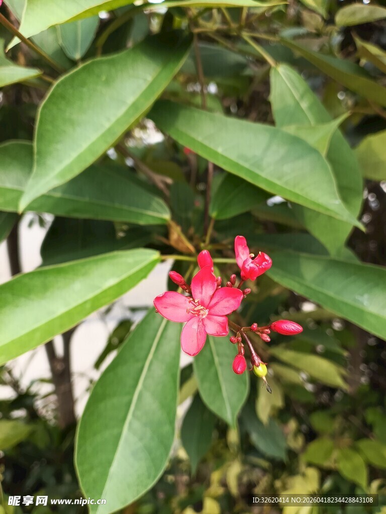 绿叶间的娇艳红花