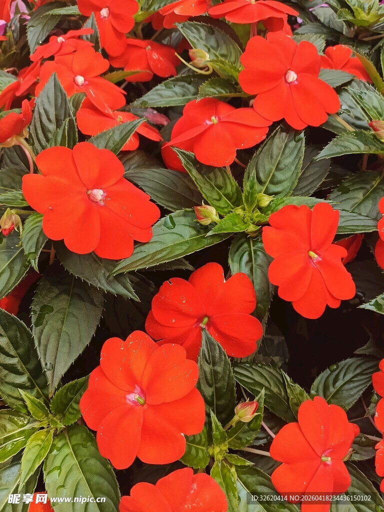 鲜艳红花绽放绿叶间