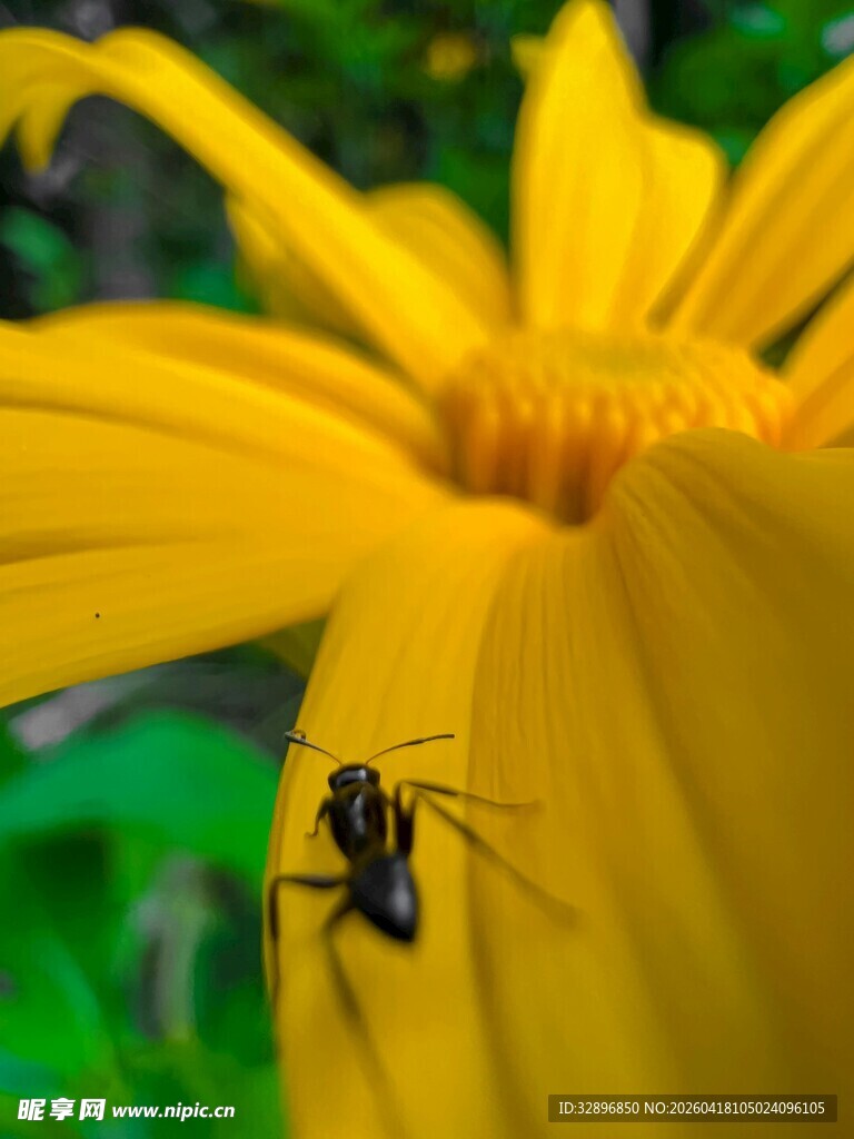 黄花上的小昆虫