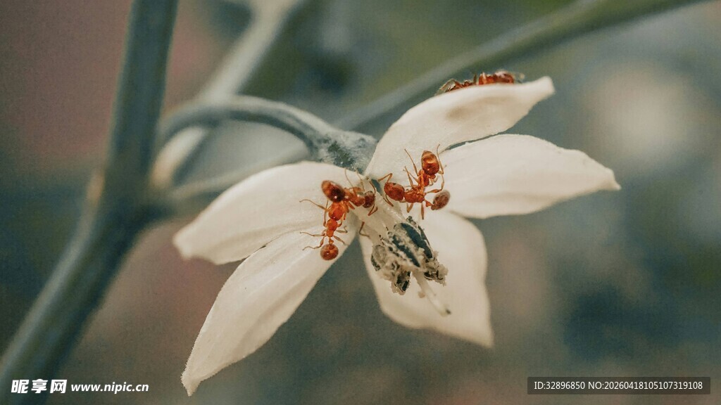 白色小花特写