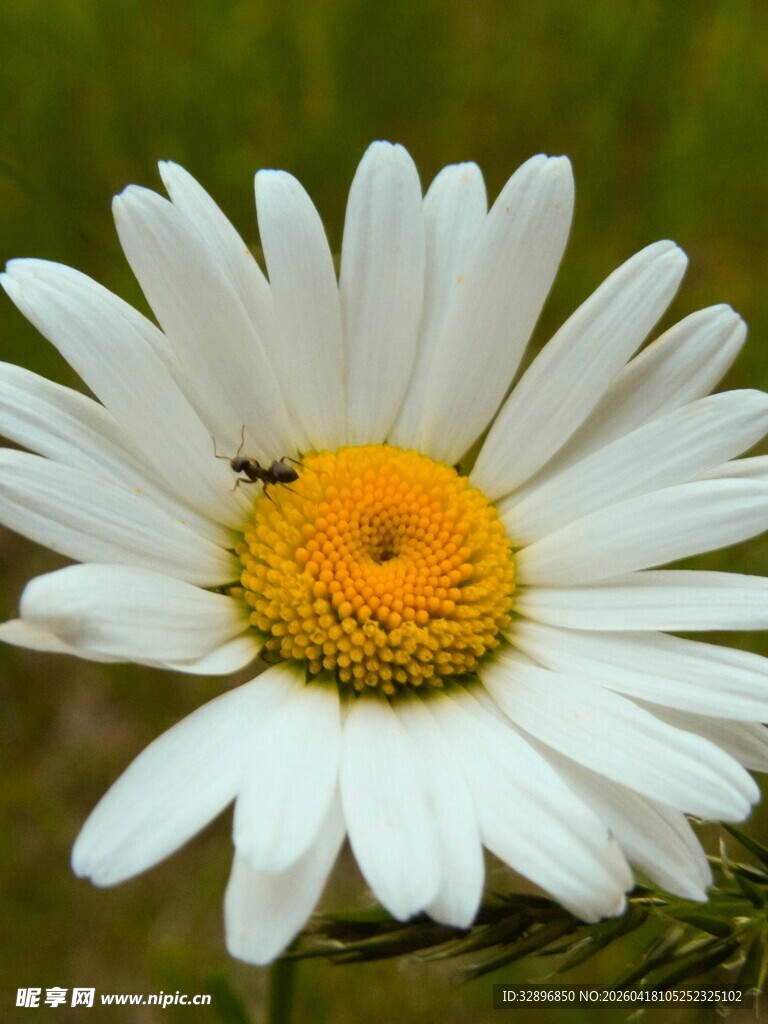 白色雏菊上的小昆虫