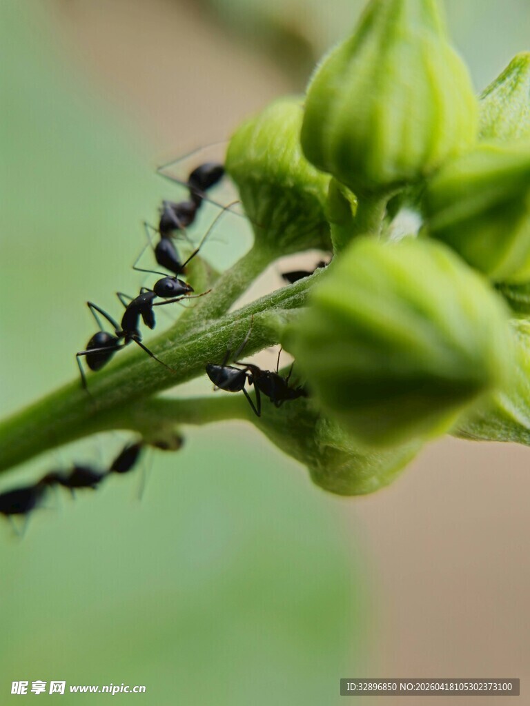 蚂蚁在绿色植物上忙碌