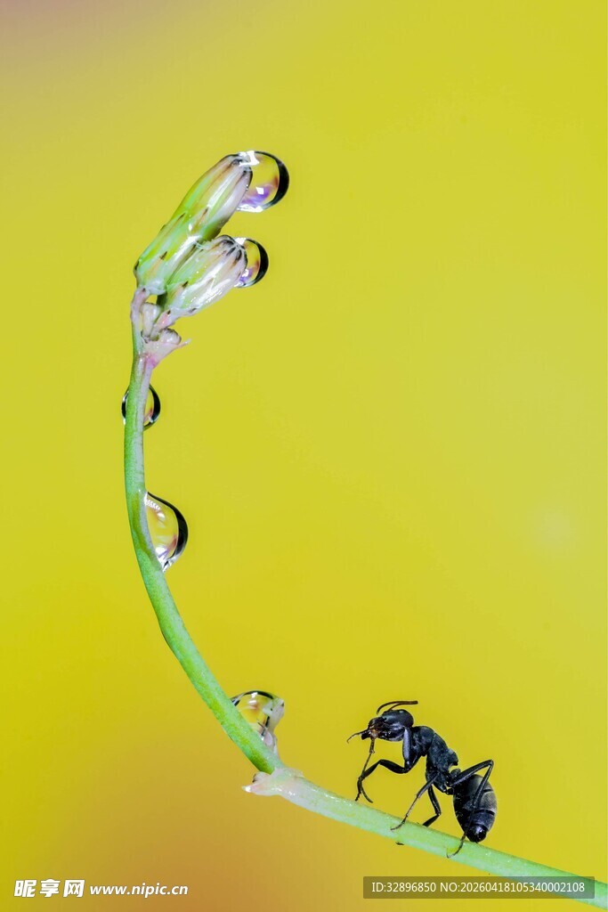 绿叶上的蚂蚁与晶莹水珠