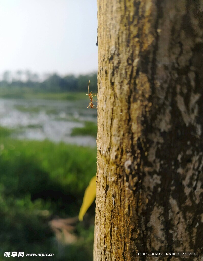 树干特写背景绿意盎然