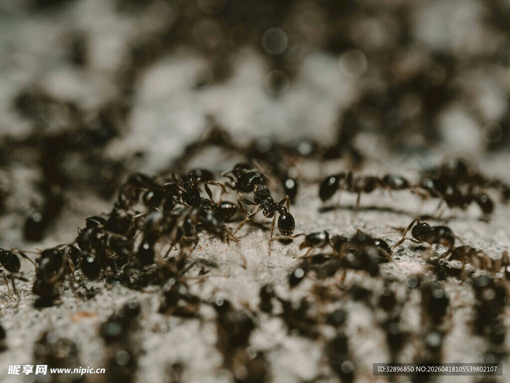 蚂蚁群聚画面