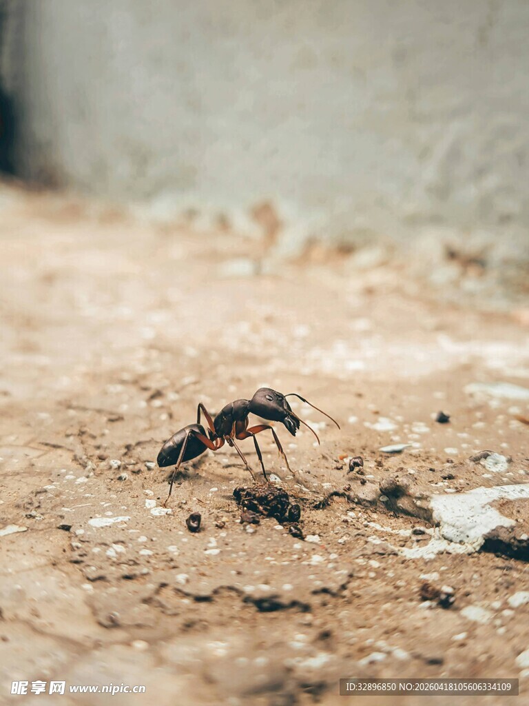 地面上的黑色蚂蚁