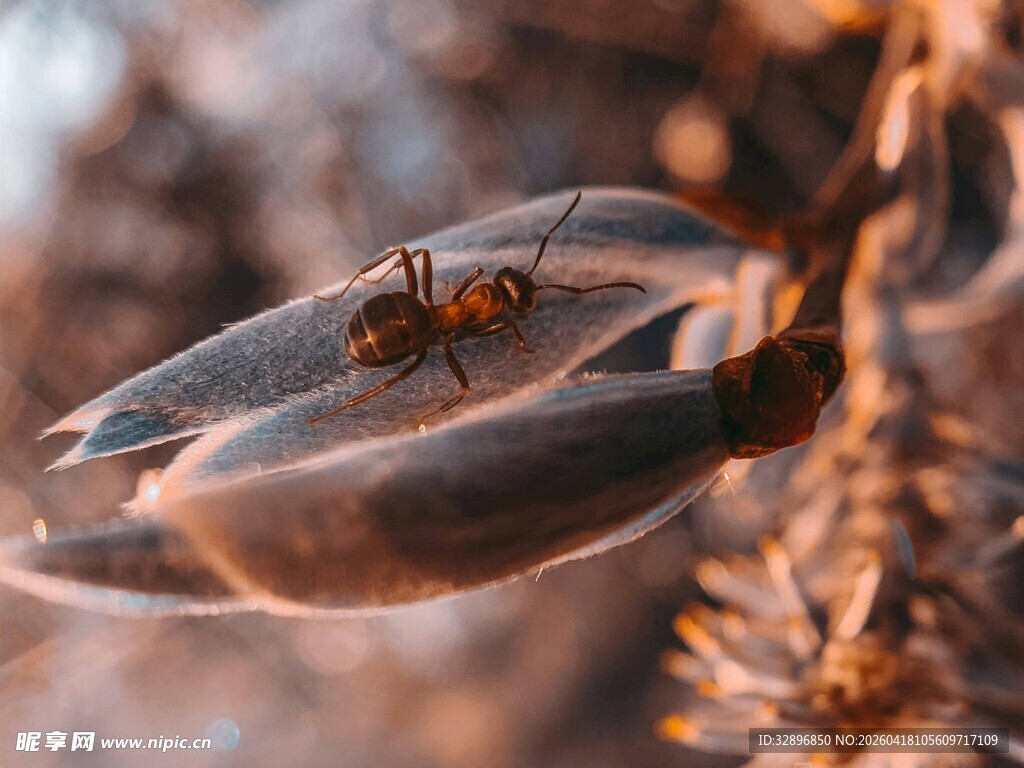 微距下的蚂蚁与植物果实