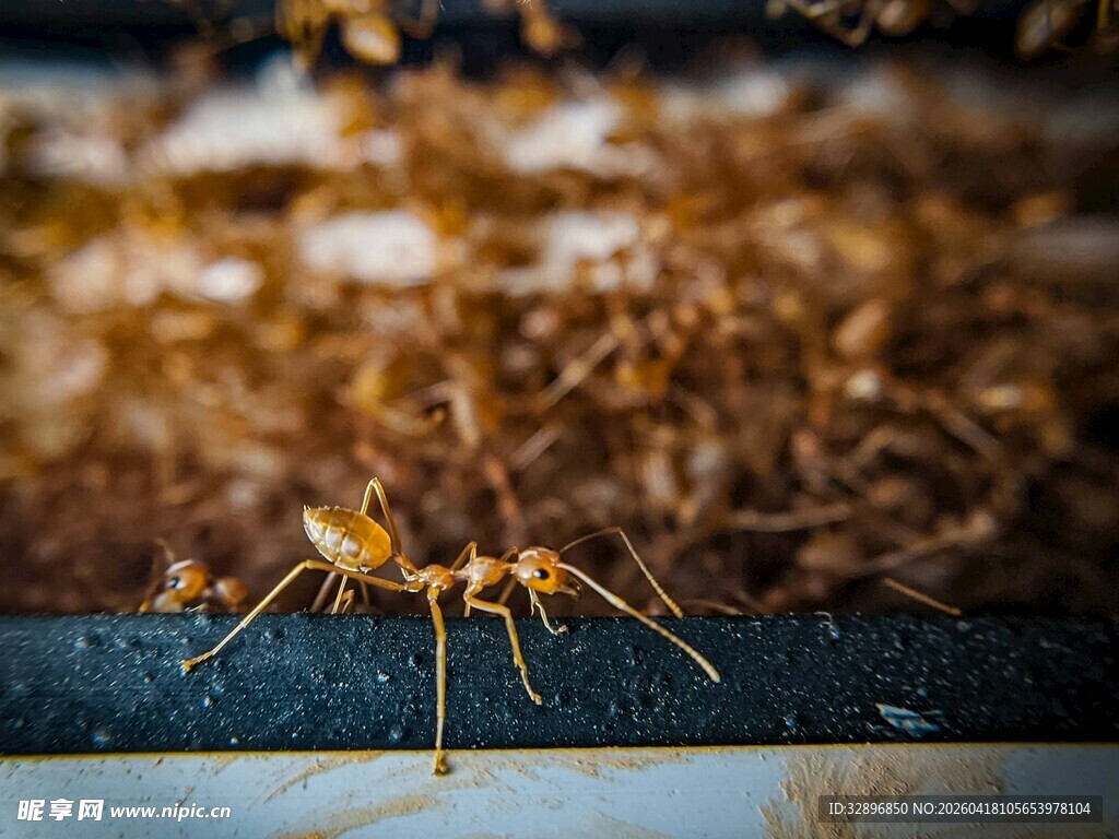 微距下的独行蚂蚁