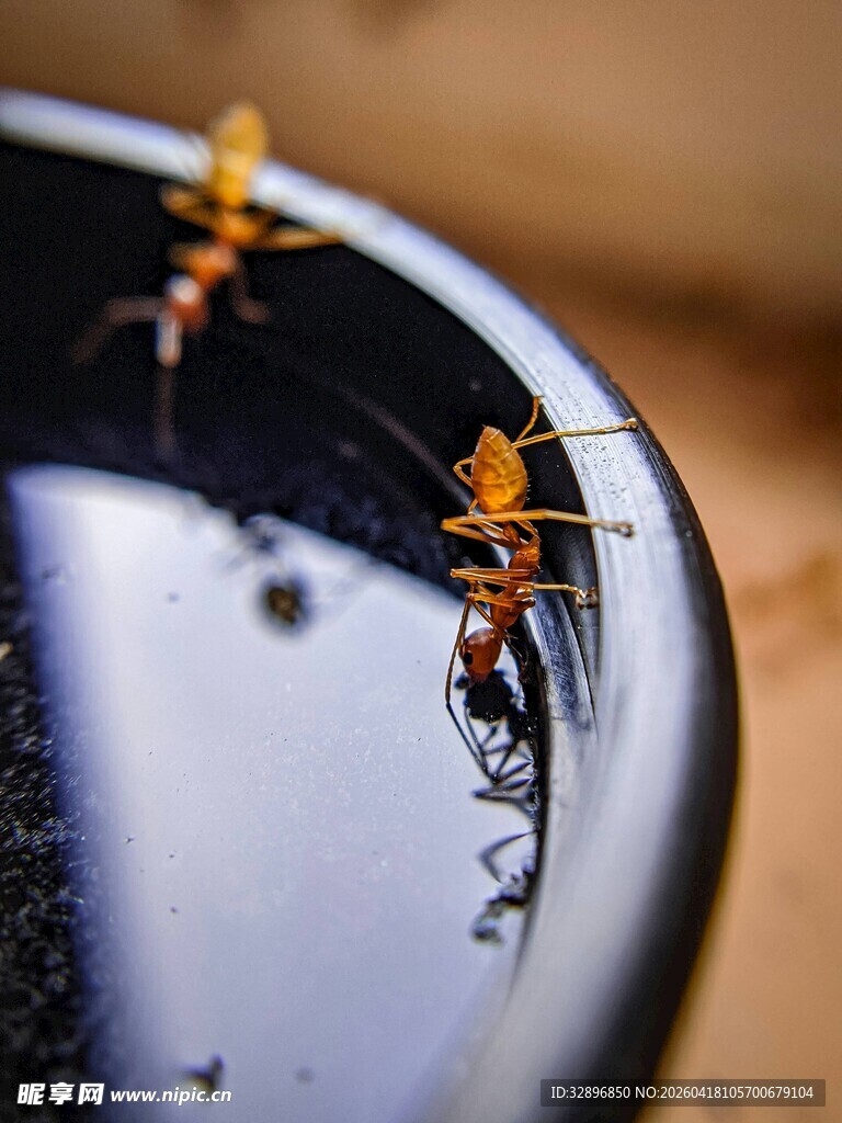 碗边的两只小蚂蚁