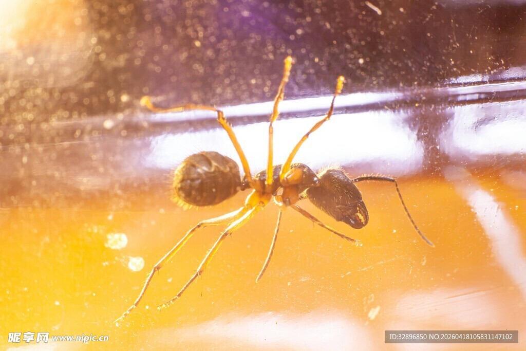 微距下的金色蚂蚁特写