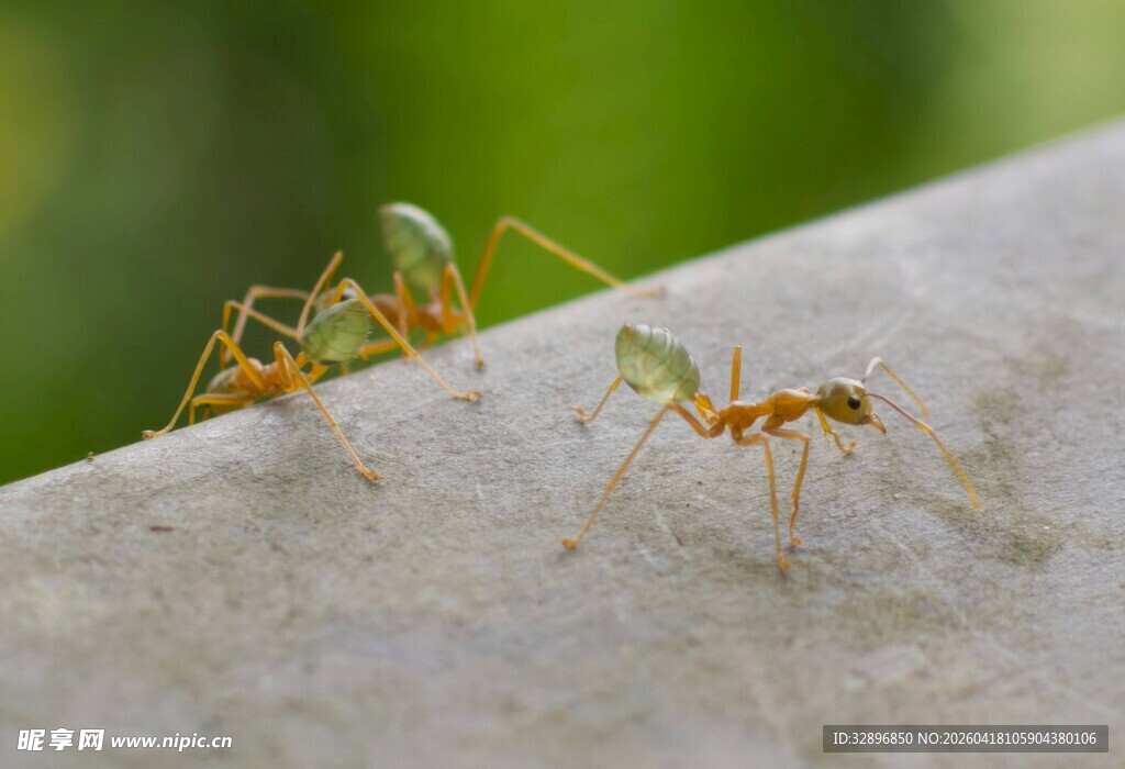 两只蚂蚁在石上互动