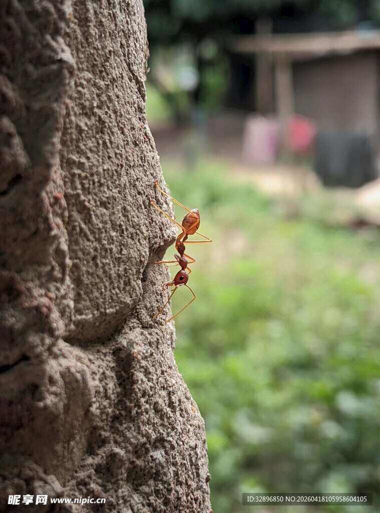 树干上的小黄蜂