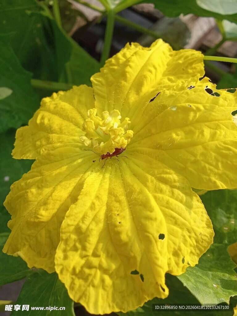 黄色鲜艳的单朵南瓜花