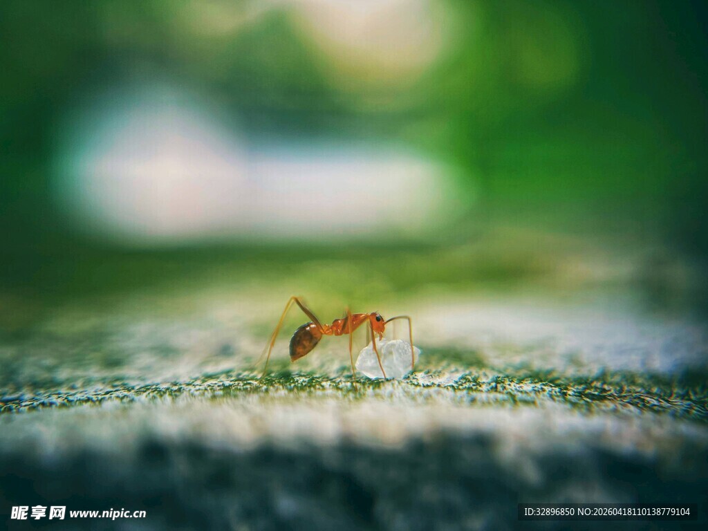 草地上的蚂蚁