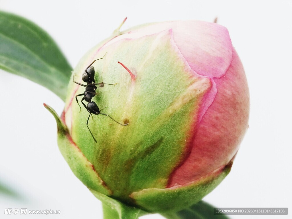 花蕾上的蚂蚁