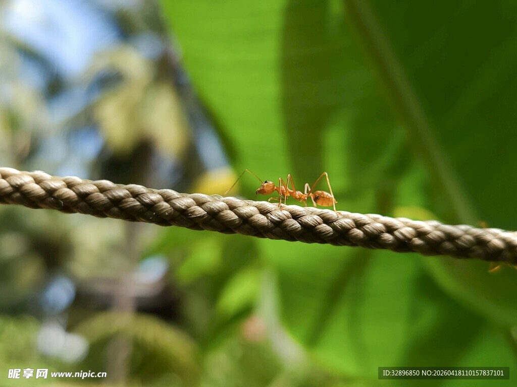 绳上的蚂蚁