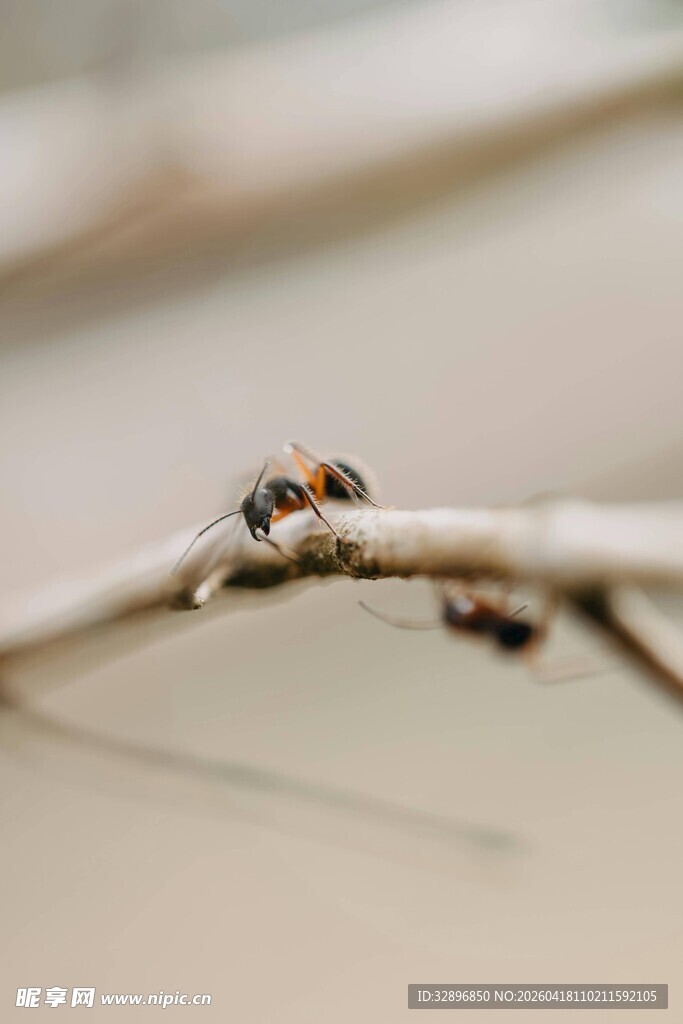 树枝上的多彩小甲虫