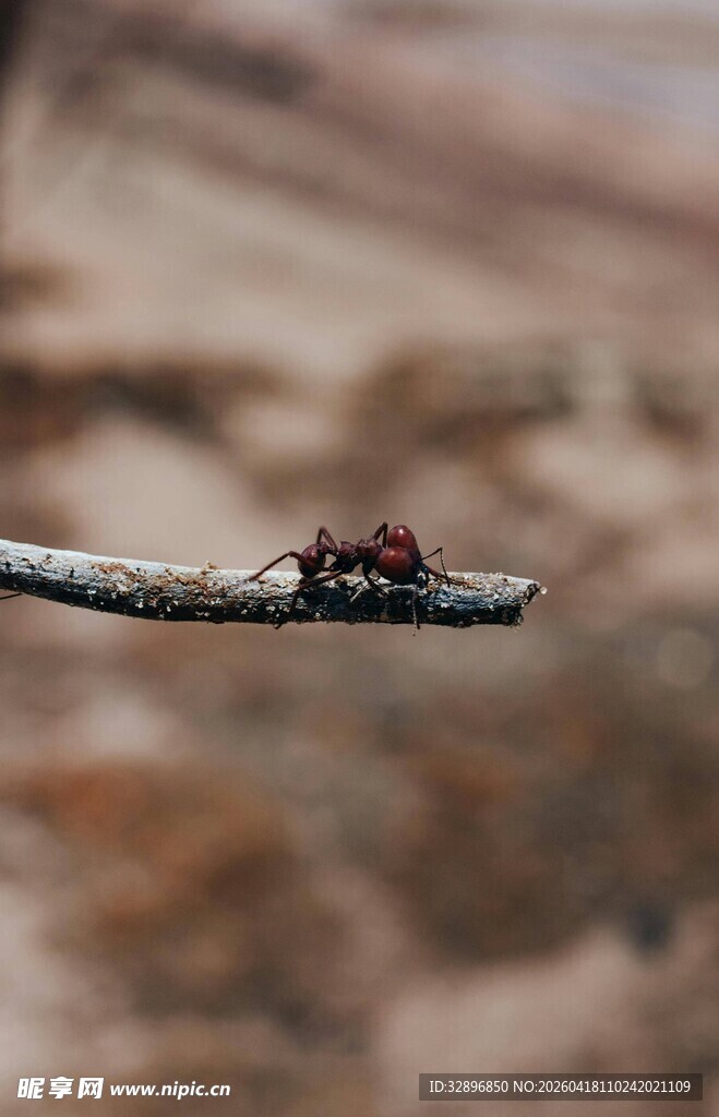 树枝上的褐色昆虫