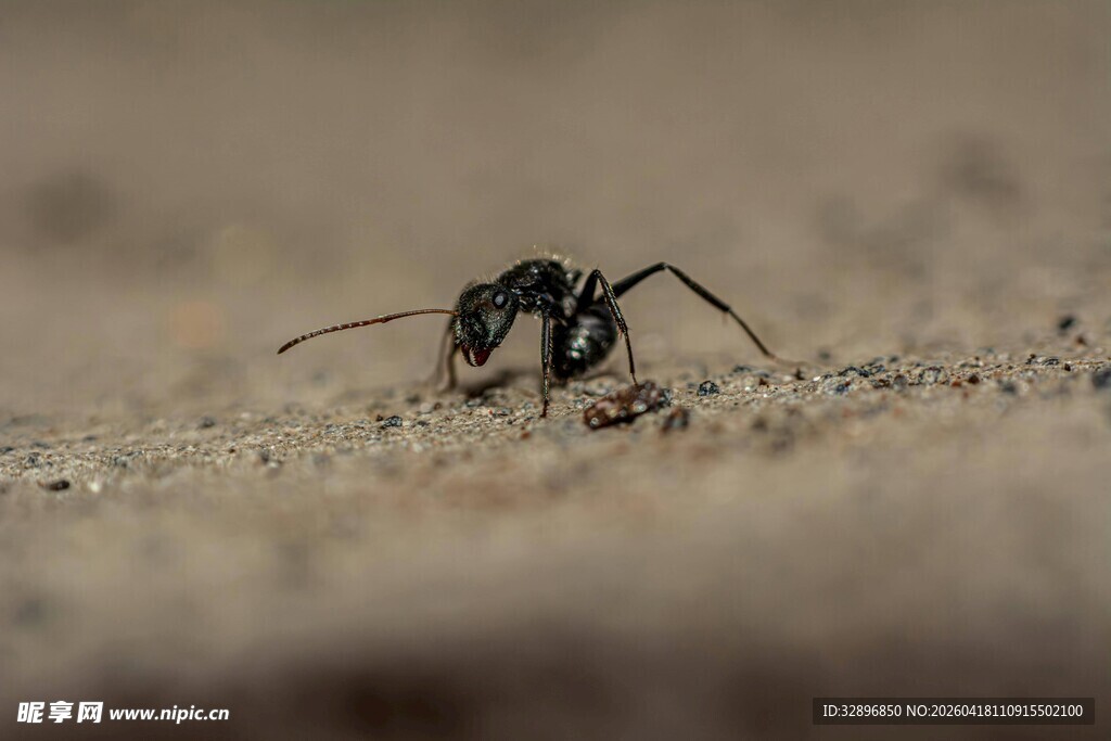 沙地上的蚂蚁特写
