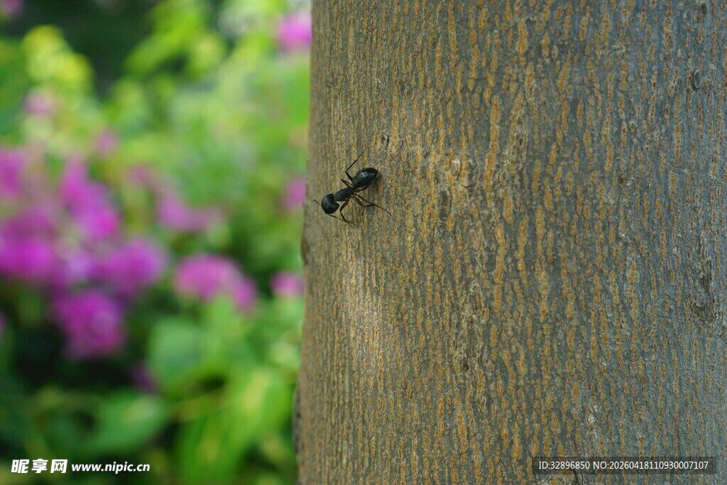 树干上的黑色小昆虫