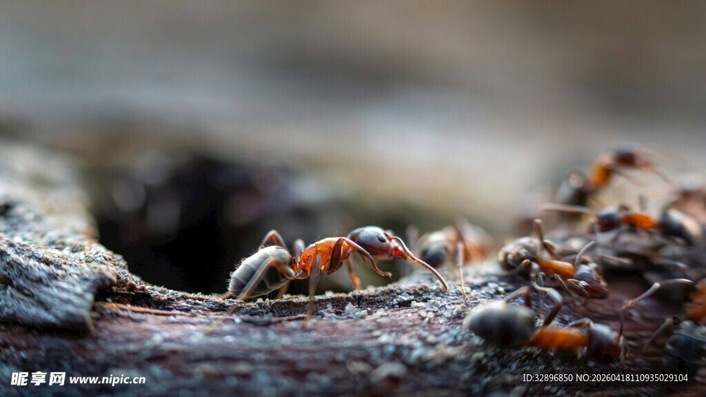 蚂蚁聚集在木头上