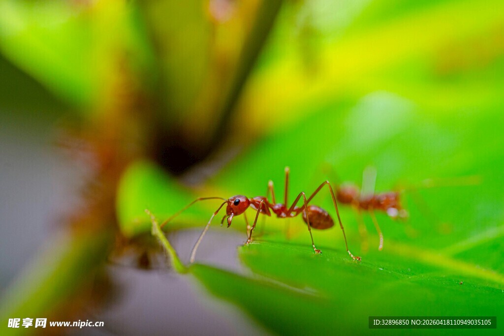绿叶上的红色蚂蚁
