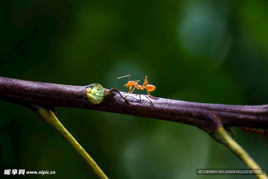 树枝上的蚂蚁与绿色虫子