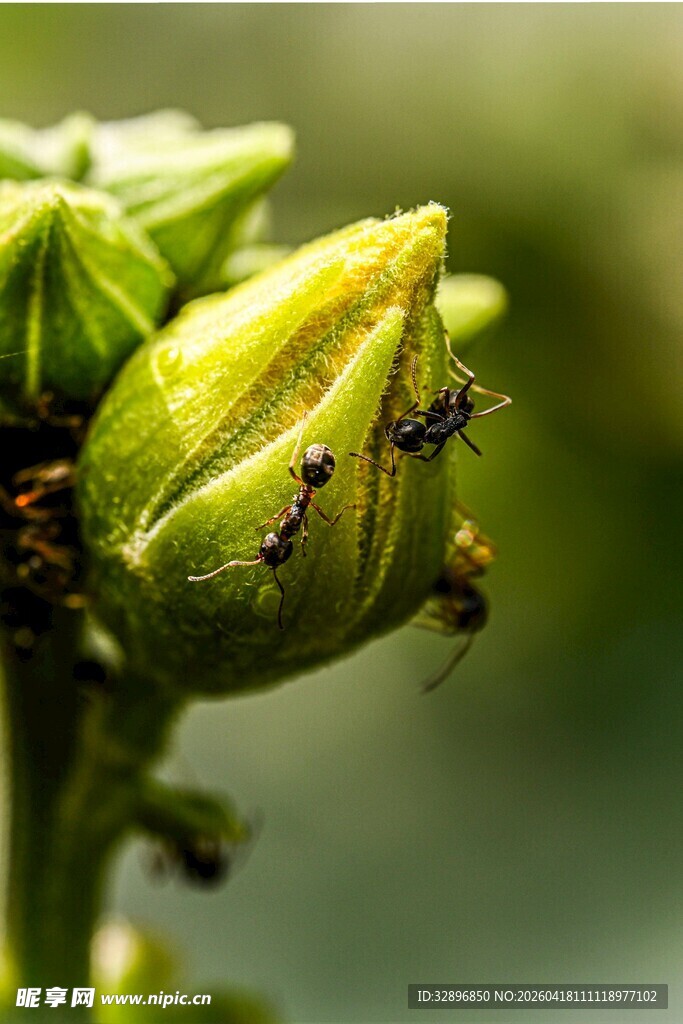 绿苞上的蚂蚁