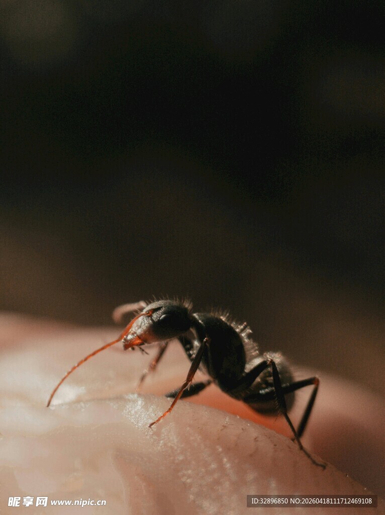 指尖上的蚂蚁