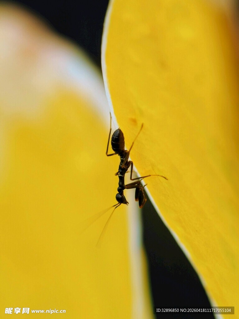 黄叶片上的独行蚂蚁