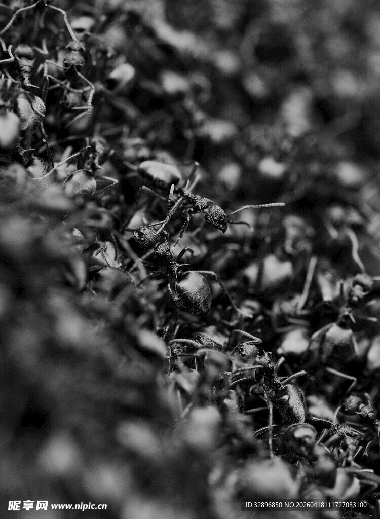 黑白微观植物纹理特写