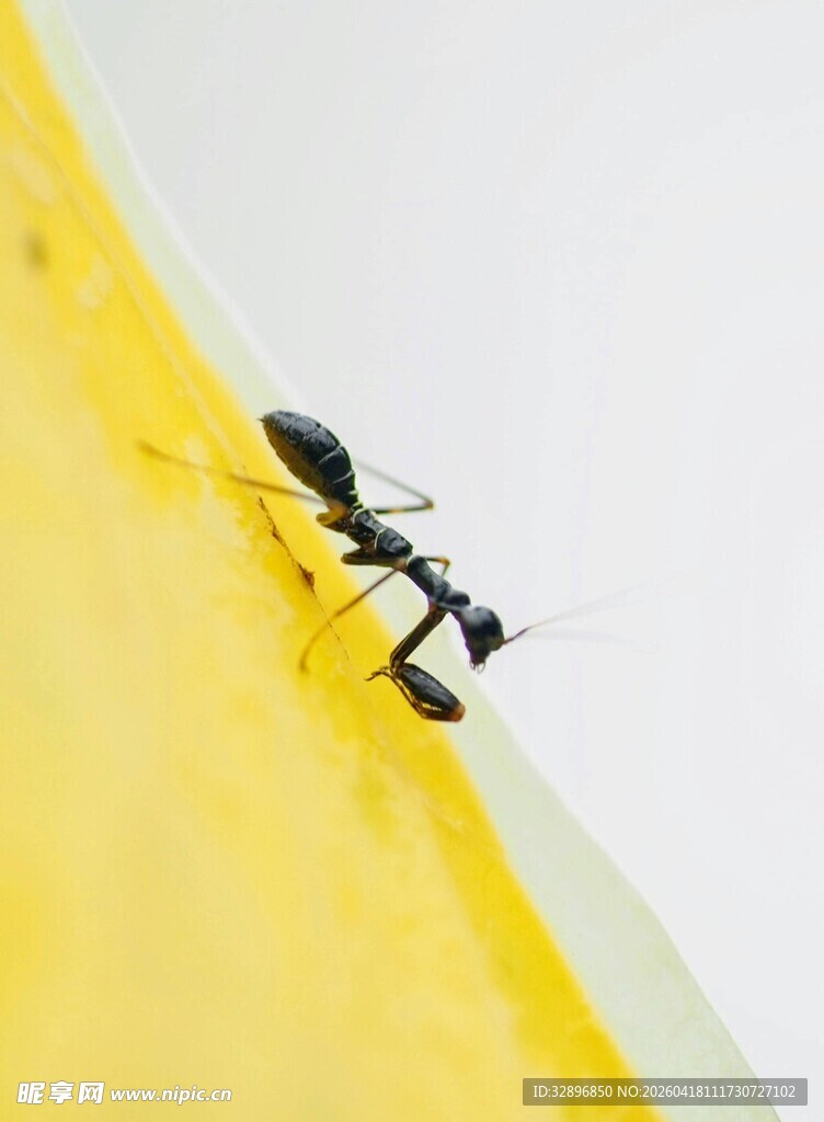 黄面上的黑色蚂蚁