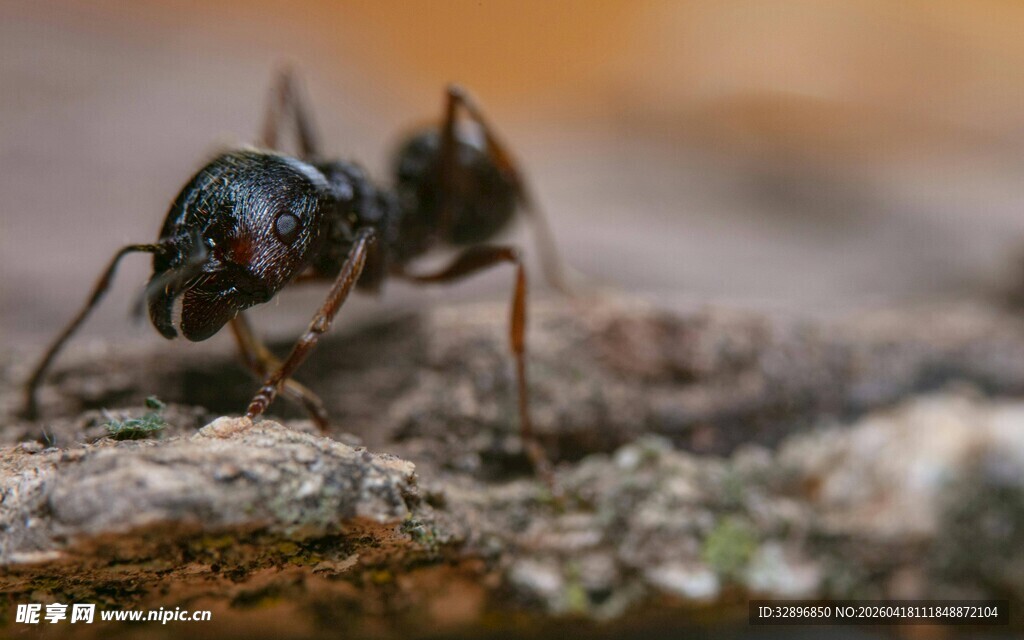 微距下的蚂蚁特写