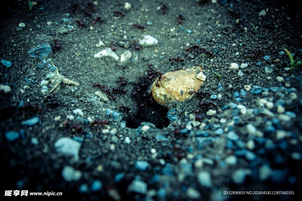 深海中的神秘小生物