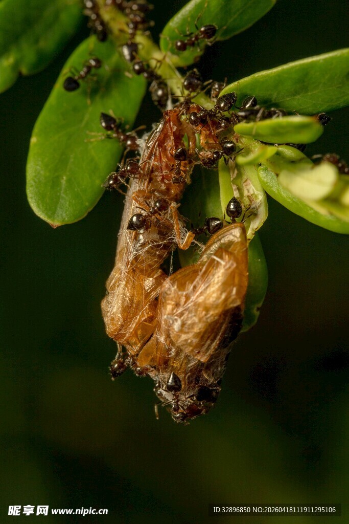 树枝上的奇特虫茧