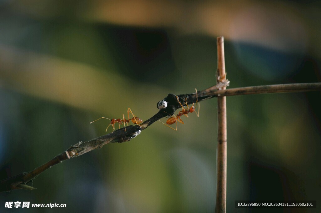 枝头栖息的精致小鸟