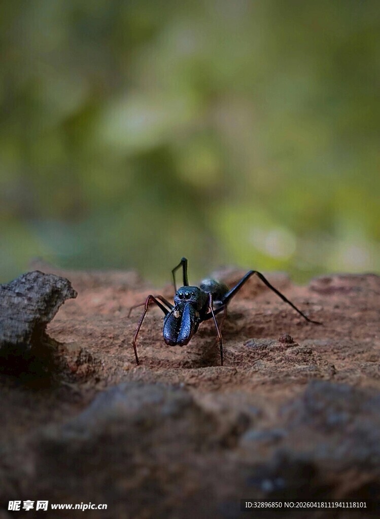岩石上的黑蓝色蚂蚁