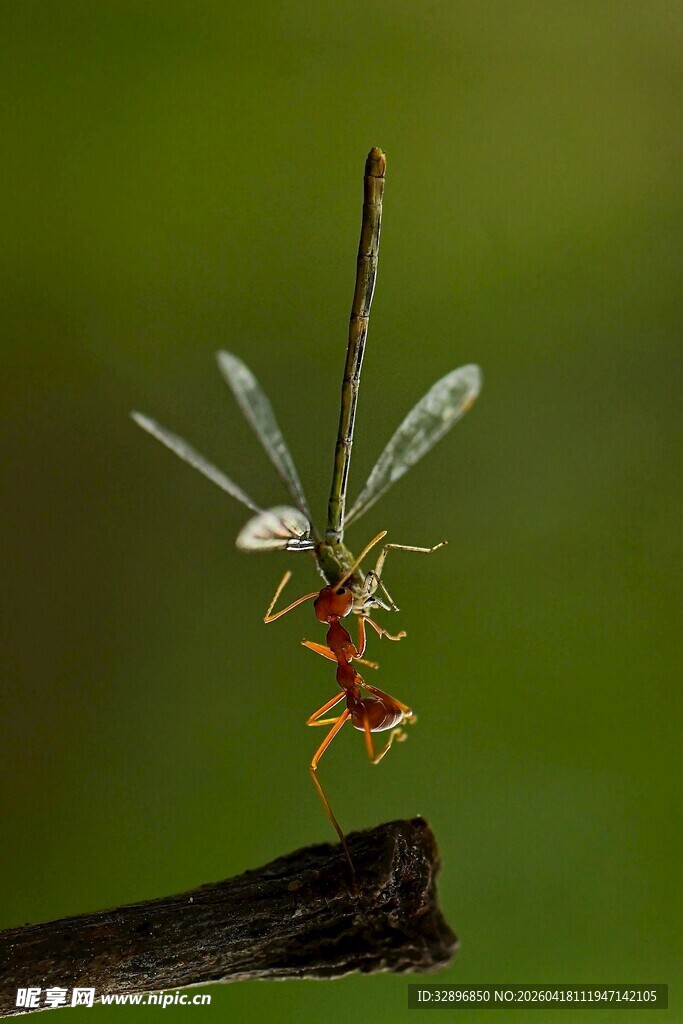 蚂蚁衔蜻蜓立于枝头