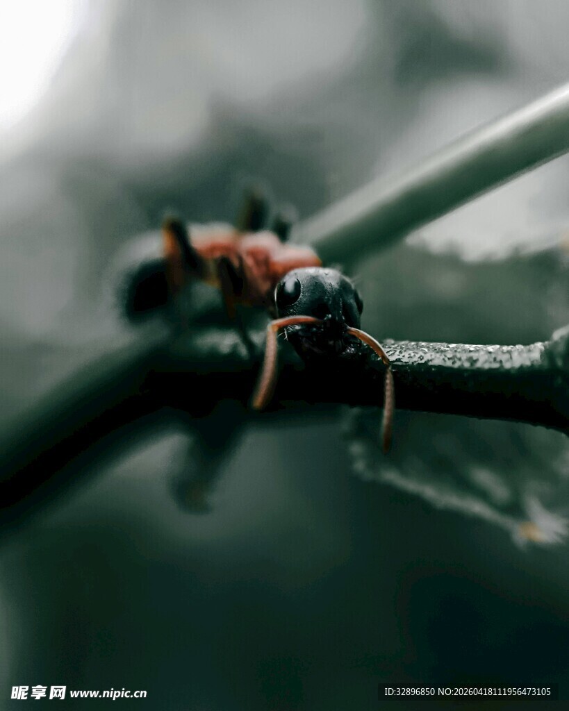 树枝上的蚂蚁特写