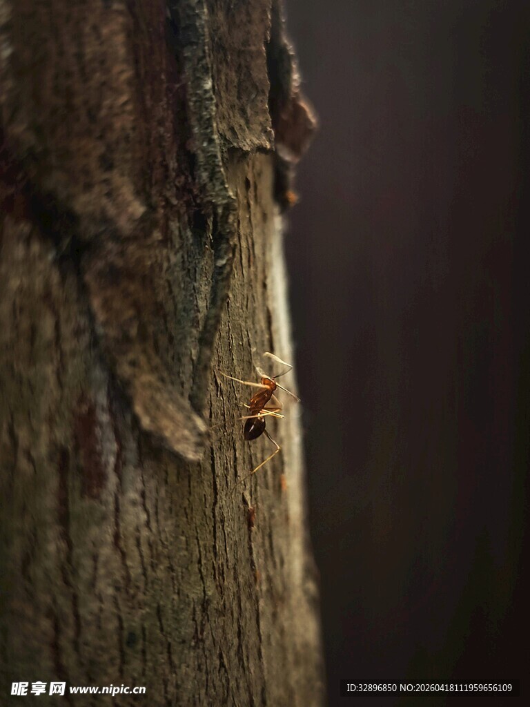 树干上的昆虫特写